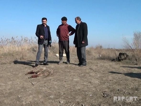 В Азербайджане мужчина ловко расправился с волком (фото)