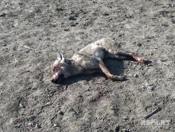 В Азербайджане мужчина ловко расправился с волком (фото)