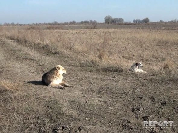 В Азербайджане мужчина ловко расправился с волком (фото)