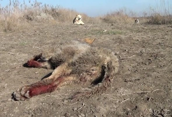 В Азербайджане мужчина ловко расправился с волком (фото)