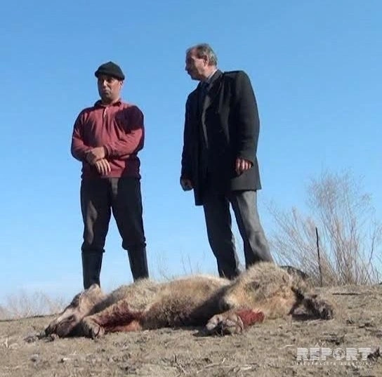 В Азербайджане мужчина ловко расправился с волком (фото)