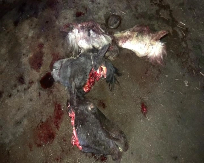 At və eşşək kəsərək satan şəxs yenidən tutuldu