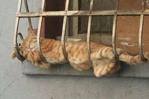 Dünyanın ən qəribə şəkilləri (FOTO)