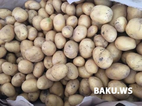 Azərbaycandan Rusiyaya göndərilən kartof: Xaricə keyfiyyətli, özümüzə niyə aşağı sort məhsul satılır? (FOTO)