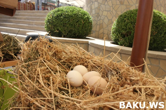 “Qoşa Qala” restoranı Azərbaycan mətbəxinin unudulmuş yeməklərini üzə çıxarır  (FOTOREPORTAJ)