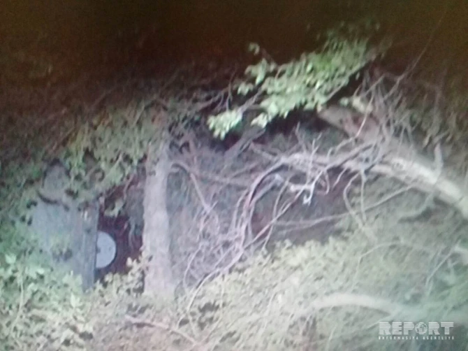 В Баку в результате сильного ветра несколько деревьев вырвало с корнями (фото)