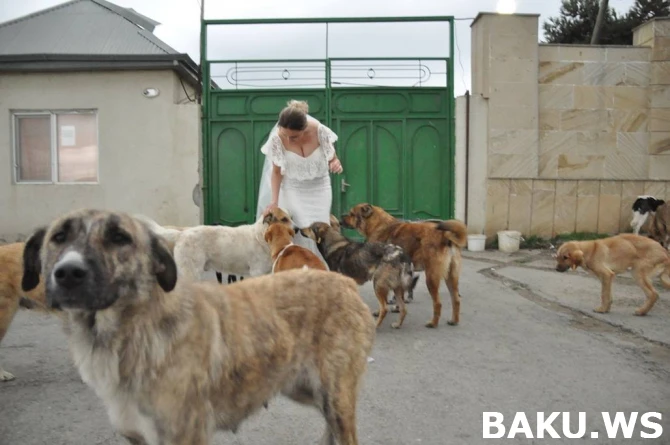 В Баку невеста устроила свадебную фотосессию с бездомными собаками (фото)