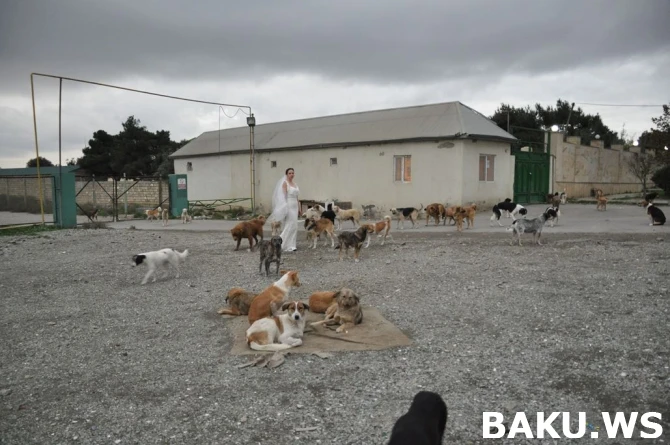 В Баку невеста устроила свадебную фотосессию с бездомными собаками (фото)