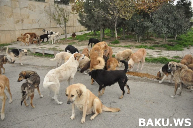 В Баку невеста устроила свадебную фотосессию с бездомными собаками (фото)