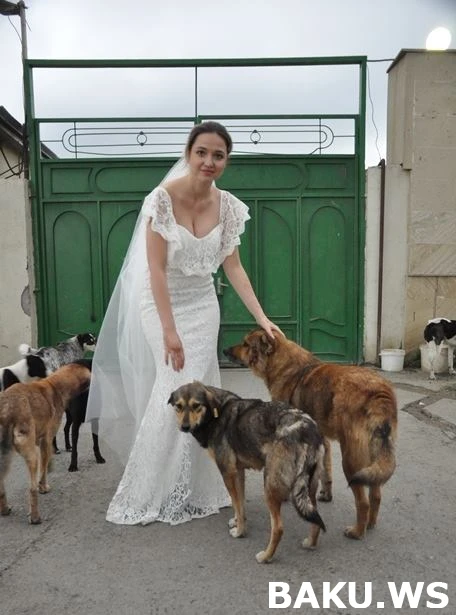 В Баку невеста устроила свадебную фотосессию с бездомными собаками (фото)