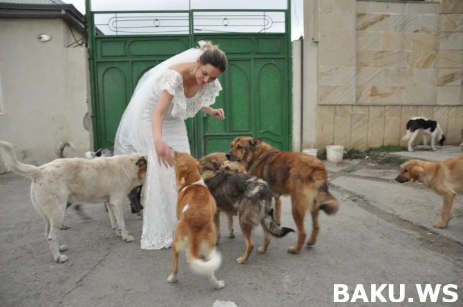 В Баку невеста устроила свадебную фотосессию с бездомными собаками (фото)