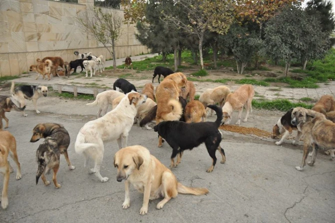 Toyunda itlə fotosessiya edən azərbaycanlı gəlin: “Bəyi ora çağıra bilmədim, çünki...”