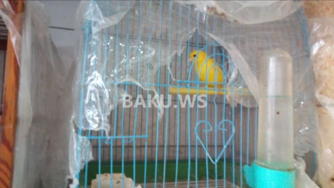 Bakının 