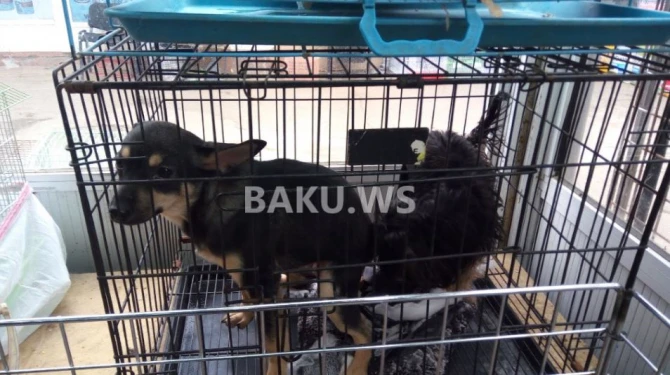 Bakının 