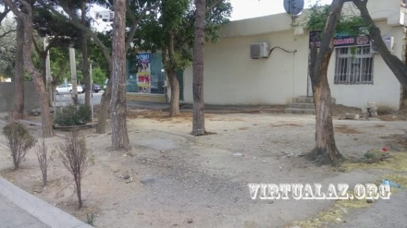 В Баку пытались уничтожить деревья, залив их кислотой (фото, видео)