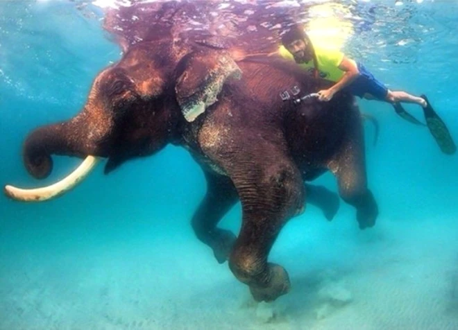 Dubay şeyxinin dəbdəbəli həyatı  - FOTOLAR