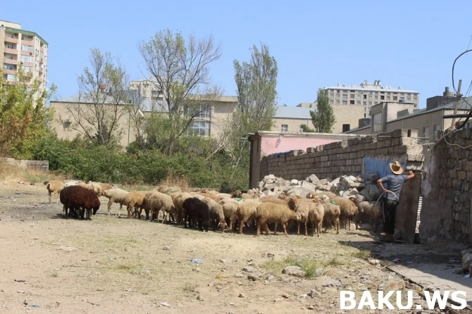 ЦЕНЫ на жертвенные животные в Баку - ВИДЕО ЦЕНЫ на жертвенные животные в Баку - ВИДЕО