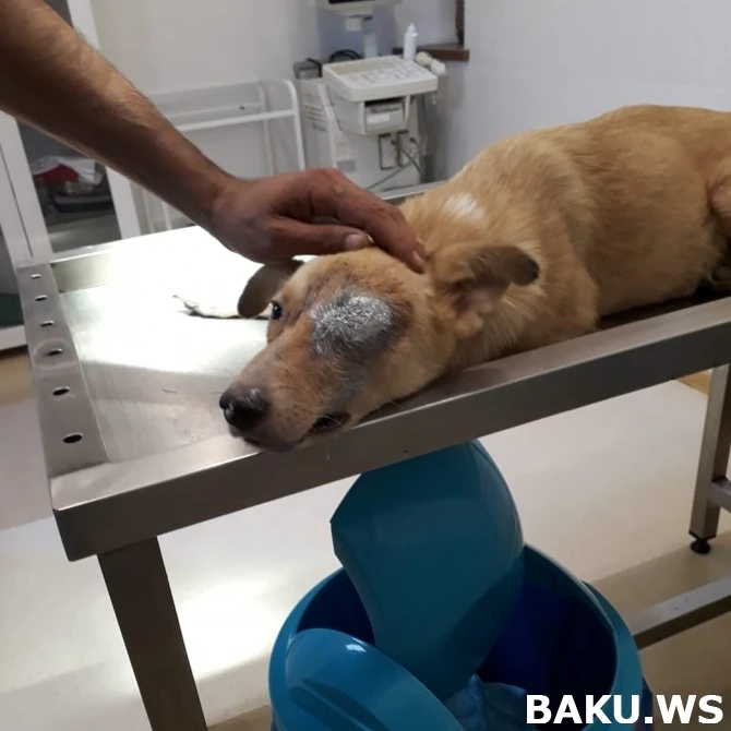 Азербайджанская актриса оплатила операцию псу, которому выкололи глаз в Сумгаите - ФОТО