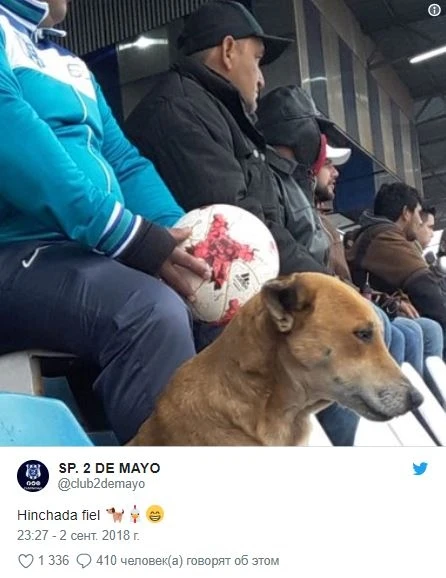 Собака стала помощником футбольного тренера - ФОТО