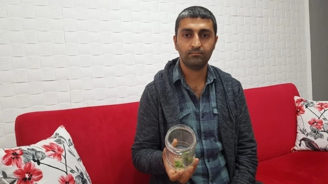 İnsan üzlü hörümçək – VİDEO