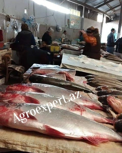 Azərbaycanda satıcı kələyi - Balığın təzə görünməsi üçün fırıldaq - FOTO