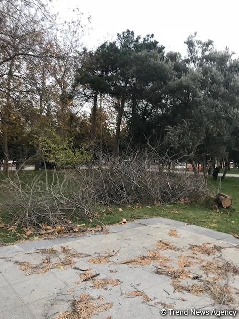 Последствия штормового ветра в Баку - ФОТО