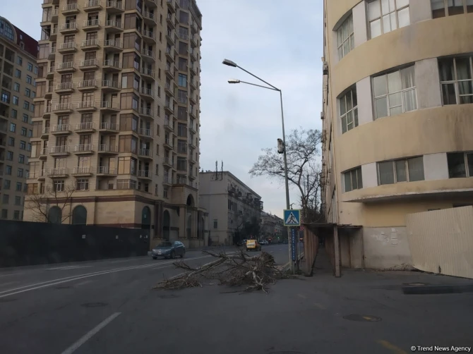 Сильный ветер в Баку повредил множество деревьев - ФОТО