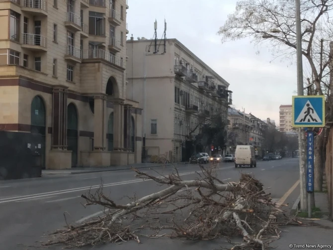 Сильный ветер в Баку повредил множество деревьев - ФОТО