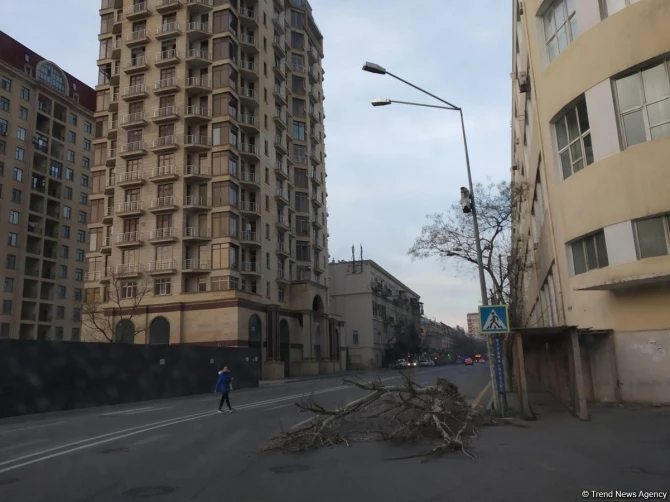 Сильный ветер в Баку повредил множество деревьев - ФОТО