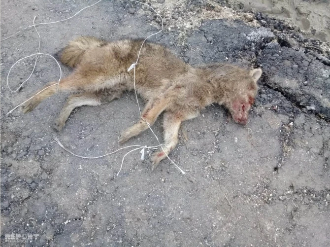 В Азербайджане хищный зверь напал на мужчину - ФОТО