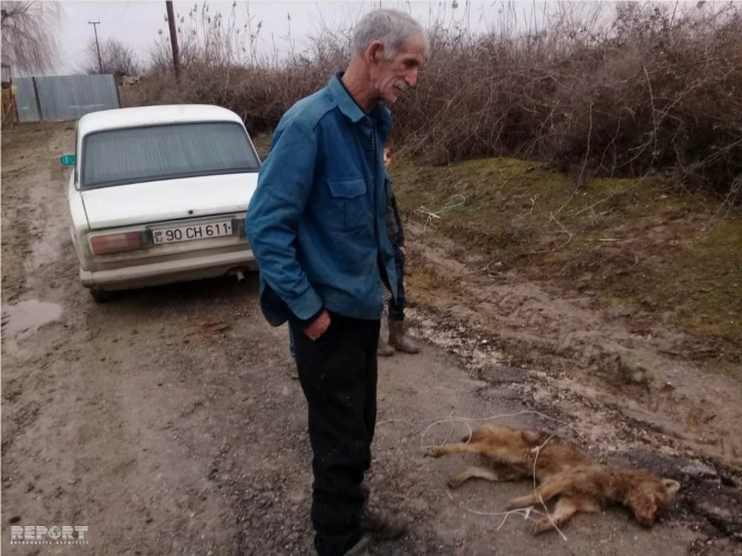 В Азербайджане хищный зверь напал на мужчину - ФОТО