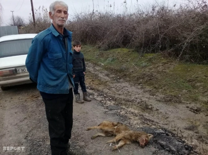 В Азербайджане хищный зверь напал на мужчину - ФОТО