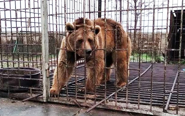 В Азербайджане мужчина во дворе дома держал медведя - ФОТО В Азербайджане мужчина во дворе дома держал медведя - ФОТО