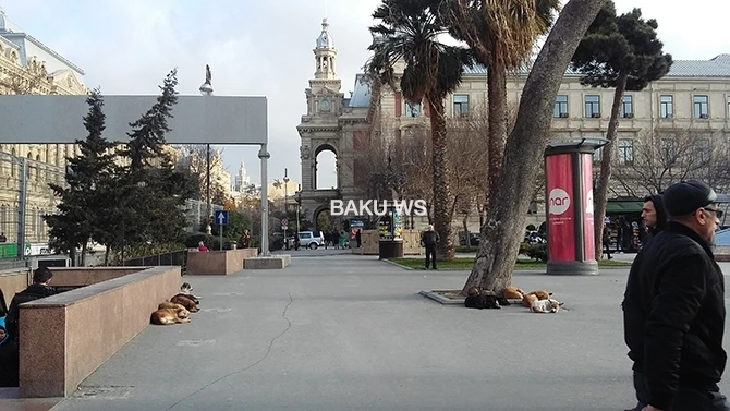 Центр Баку заполонили бродячие собаки - ФОТО+ВИДЕО