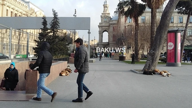 Центр Баку заполонили бродячие собаки - ФОТО+ВИДЕО