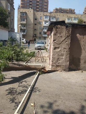 Сильный ветер повалил дерево на газовую линию: есть повреждения - ФОТО