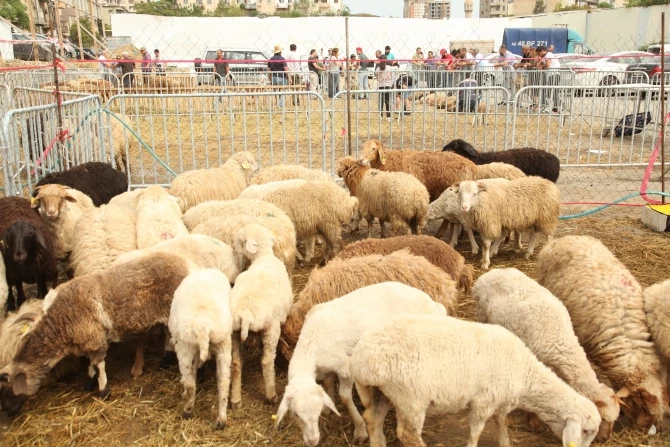 Qurbanlıq heyvanları onlayn sifariş etmək vətəndaşları razı salıb - VİDEO
