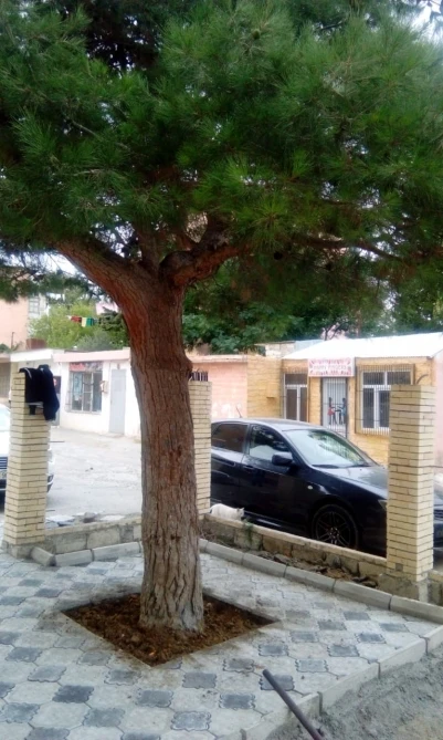 Bakıda ağacın dibini betonlayan şəxs aşkarlanıb - FOTO