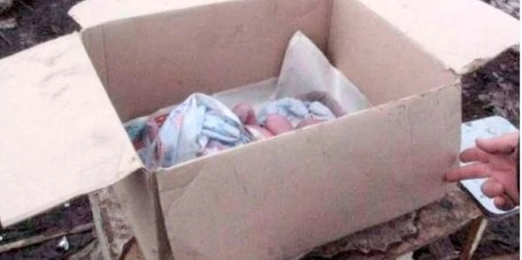В Баку собаки согревали младенца, брошенного возле 