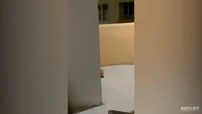 Bakıda küçə itləri yaşayış binasının 7-ci mərtəbəsinə çıxdı - FOTO