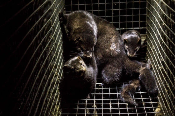 Koronavirus heyvanlar arasında da yayılır - FOTO
