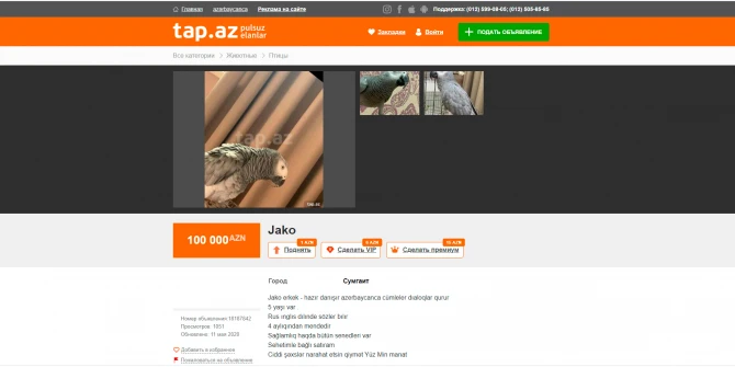 В Азербайджане за фантастическую цену продается попугай, говорящий на трех языках - ФОТО