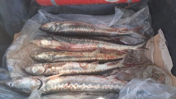Qubada karantin postundan saxlanılan şəxsin maşınından nərə balığı çıxdı - FOTO