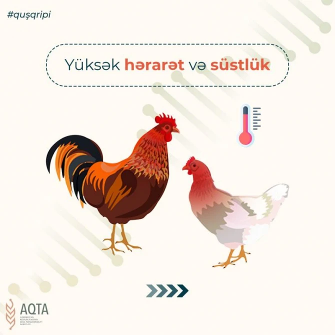 Quş qripi ilə bağlı nələrə diqqət edilməlidir? - FOTO