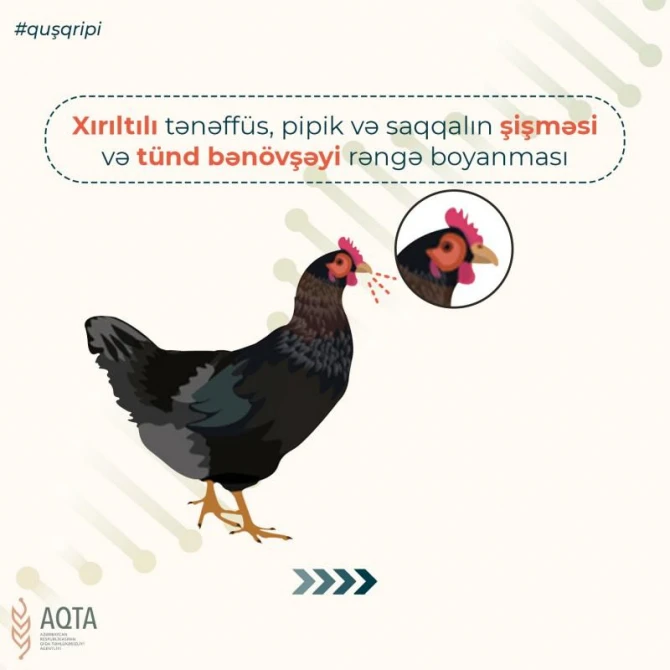 Quş qripi ilə bağlı nələrə diqqət edilməlidir? - FOTO