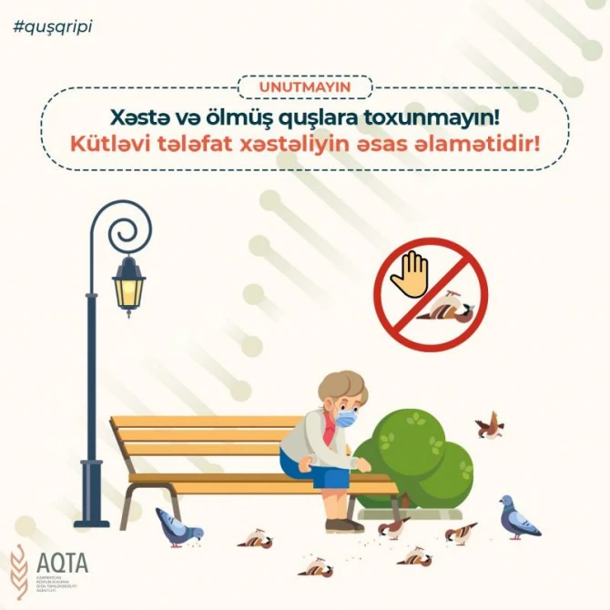 Quş qripi ilə bağlı nələrə diqqət edilməlidir? - FOTO