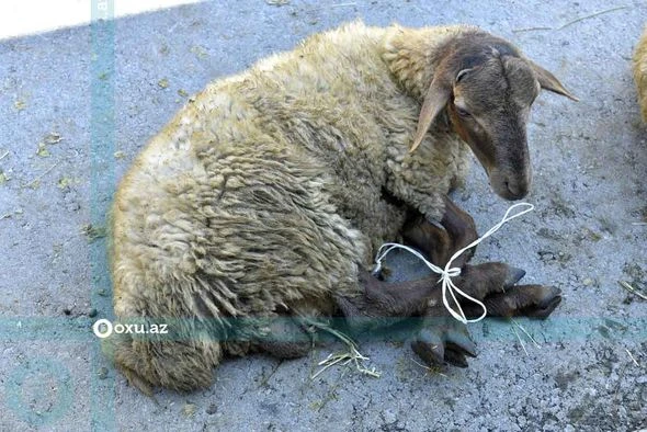 Qurbanlıq heyvanların kəsimi və satışı məntəqəsindən FOTOREPORTAJ