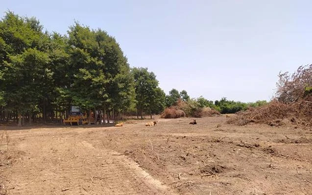 Nazir Lənkərandakı meşə qalmaqalına görə direktoru işdən çıxardı