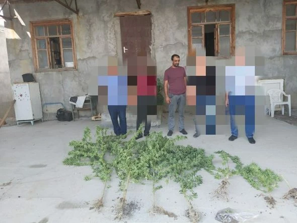 Göyçay və Qubada narkotiklə bağlı əməliyyat - FOTO