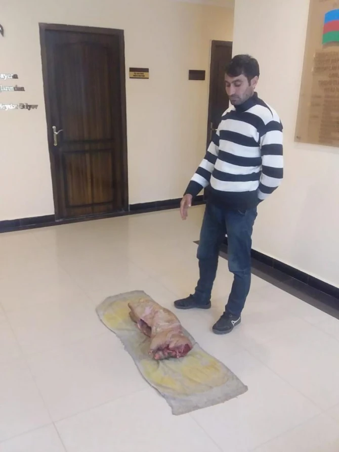 Kirpi ovladı, ətini 100 manata satmaq istədi - FOTO